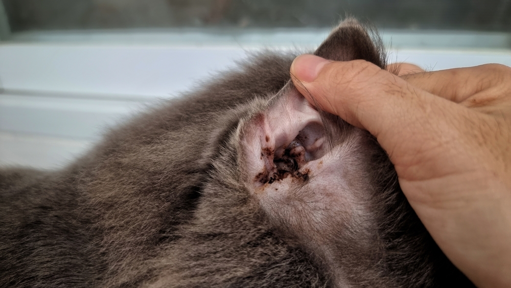 cat ear canal tumors