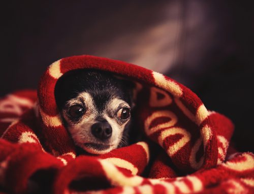 5 Ways to Help Your Pet Cope with Noise Aversion