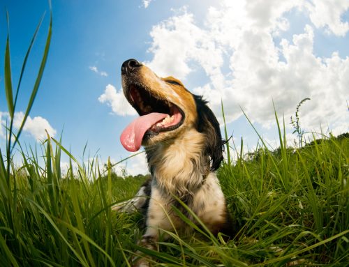 Struck by Heatstroke: How to Keep Your Pet Safe During Summer Weather