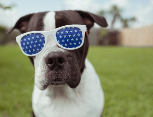 5 Tips for a Pet-Friendly July Fourth