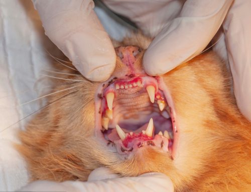Me-ouch That Hurts! Resorptive Lesions in Cats