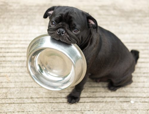 7 Health Signs You Should Never Ignore in Your Pet