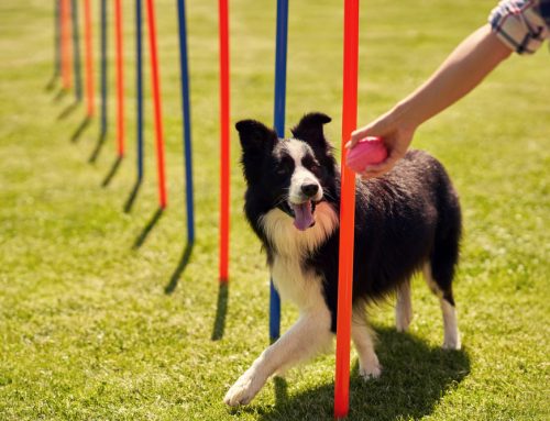 Unleashing Fun: 10 Competitive Dog Sports to Try